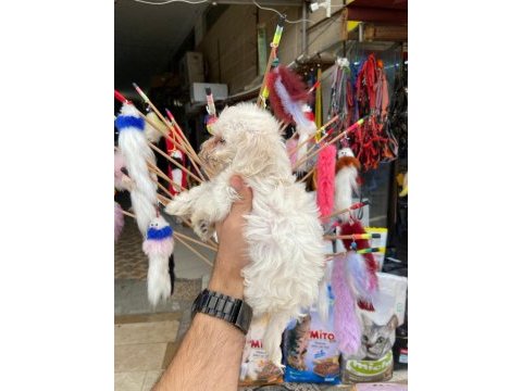 2 aylık maltese terrier