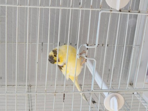 Ötücü kanaryalar