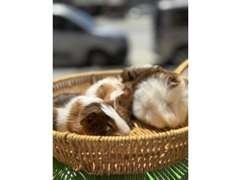 Bebek ginepigler için arayınız