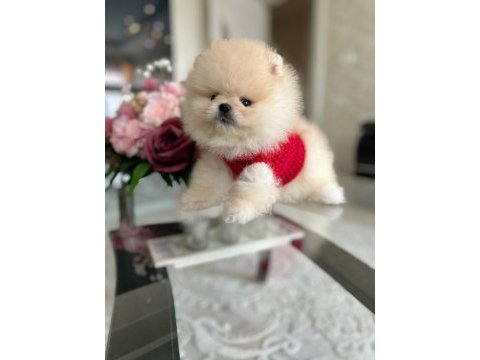 En üst kalite, a klass, ayı surat pomeranian