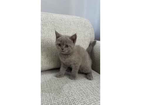 2 aylık british shorthair yavru kediler