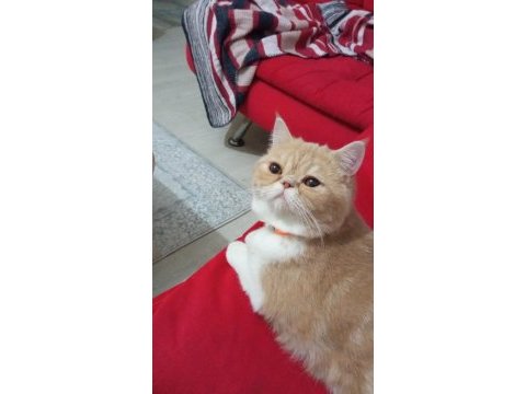Ev kedimiz yavrusu ile sahiplendirilecek
