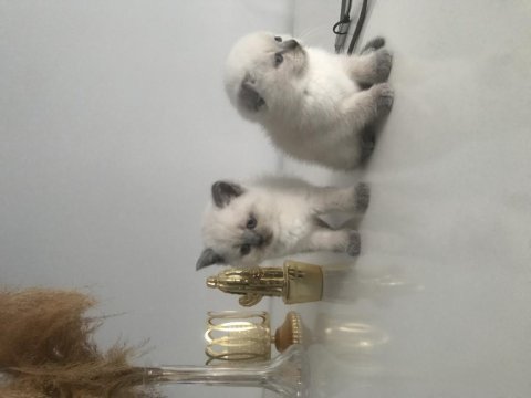 Güzel scottish fold bebekler yeni yuvalarını arıyor