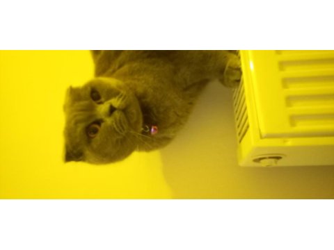 Scottish fold kızımız gümüş
