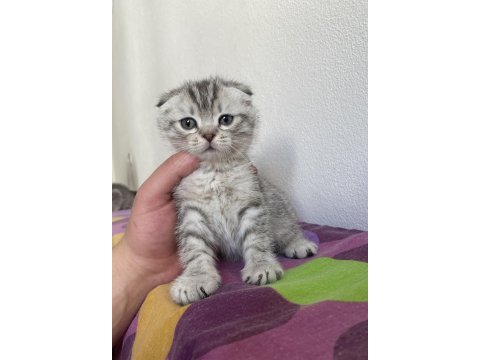 Top kafa scottish fold yavrularımız
