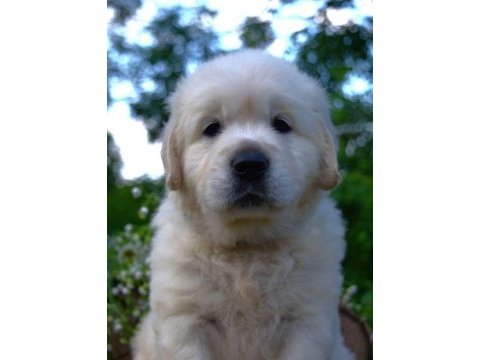 Golden retriever yavrular canlı görerek alabilirsiniz