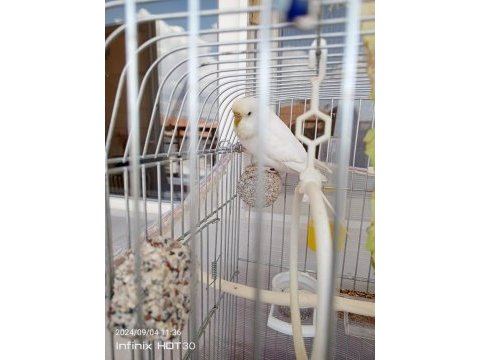 1 takım eşli muhabbet kuşu