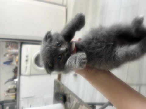 Scottish fold gri