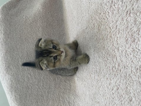 Saf ırk anneden secereli yavrumuz scottish fold