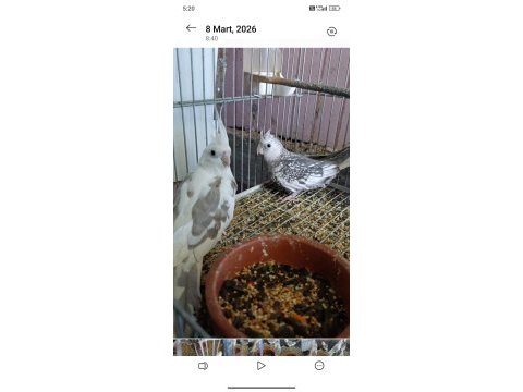 Sultan papağanı bebekler yeni sahibini bekliyor