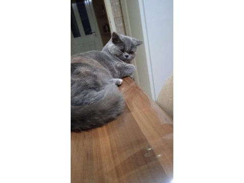 Ücretsiz sahiplendirilecek 7 aylık british shorthair