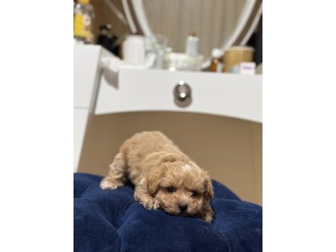 Maltipoo yavrumuz yeni yuvasına hazır