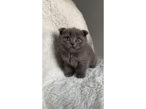 Mükemmel huylu scottish fold yavrumuz