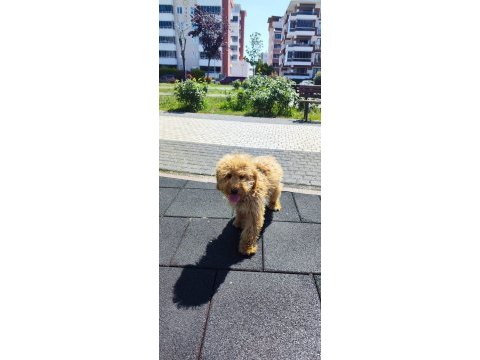 Toy poodle