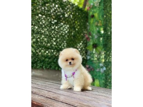 Dişi ayı surat orjinal pomeranian boo