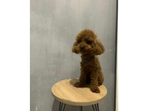 Kore yavrusu a kalite toy poodle red brown dişi erkek