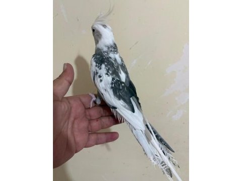 Tek kelimeyle kusursuz full evcil wf erkek sultan
