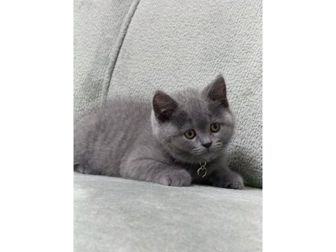 Ayı kafa british shorthair aşıları yapıldı