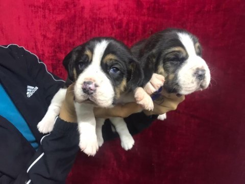 Beagle yavrularımız