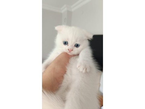 Bal suratlı kedilerim teslime hazır