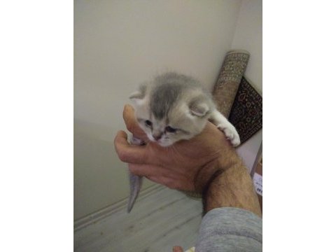 Kedimiz şeker tadında bir şey
