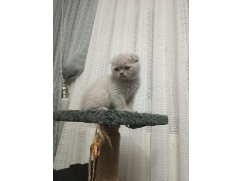 Scottish fold yavrumuz yeni yuvasına gitmeye hazır