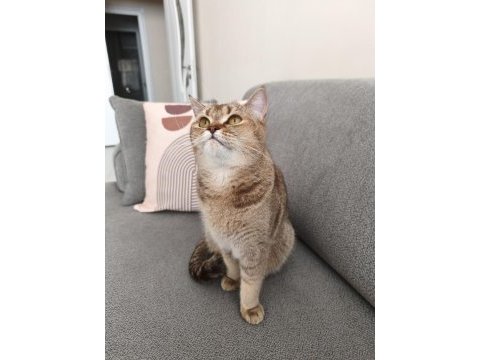 British shorthair ücretsiz sahiplendirme