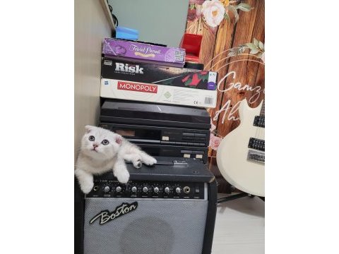 Scottish fold ve british yavru kediler