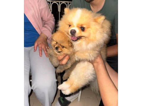 Pomeranian boo erkek yavrumuz