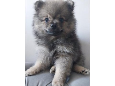 Pomeranian spitz yavrusu