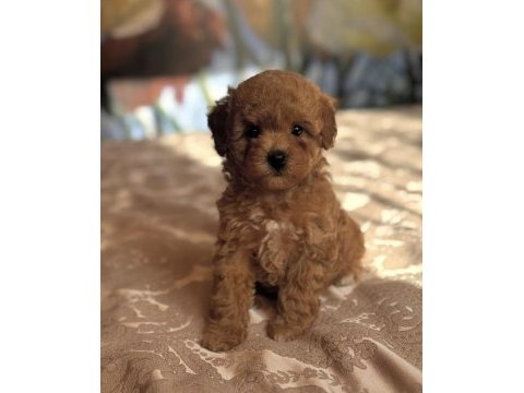 Red kızıl maltipoo yavruları