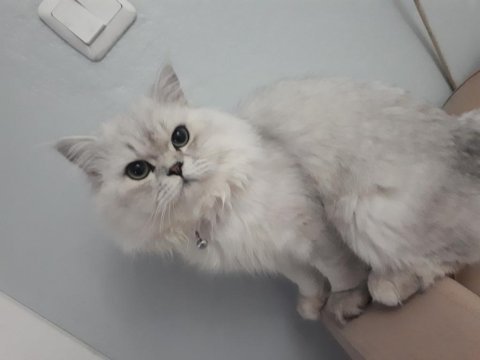 Chinchilla kedim kızgınlıkta dişi eş arıyorum