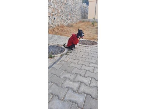 Gece french bulldog kırması köpeğime yuva arıyorum