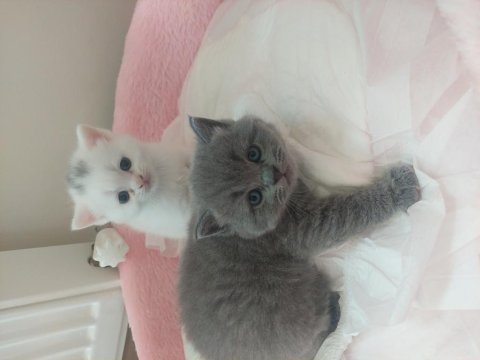 25 günlük yavru sahiplendirilecek british shorthair