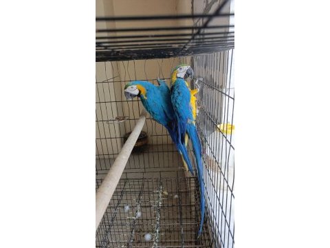 Macaw dişi ve erkek çiftler mevcut