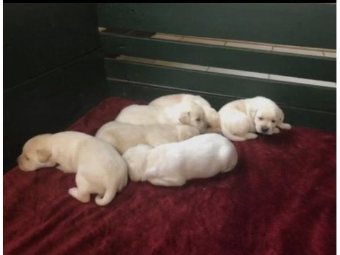 Ev ortamında büyüyen safkan labrador yavruları