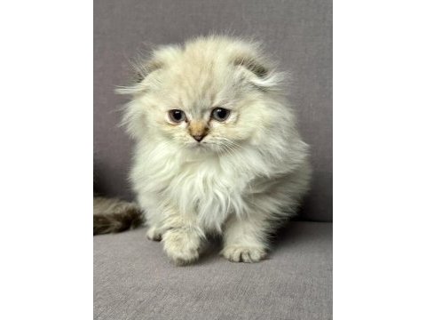 Scottish fold longhair blue point dünyalar tatlısı yavru