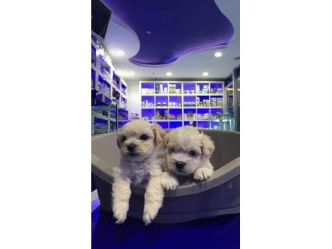 Maltese terrier