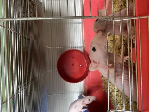Naked rattus