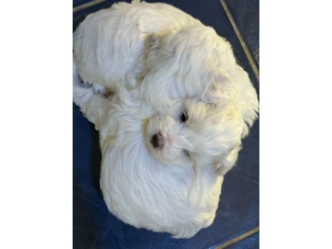 0 numara ev doğumu maltese terrier