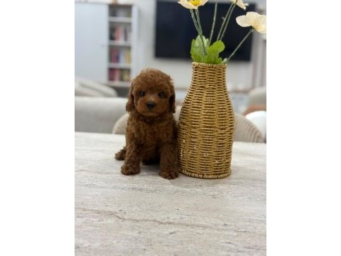 Micro teacup korea poodle