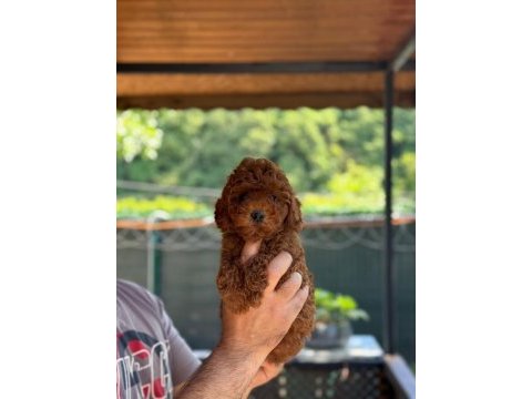 Show kalite toy poodle köpekler