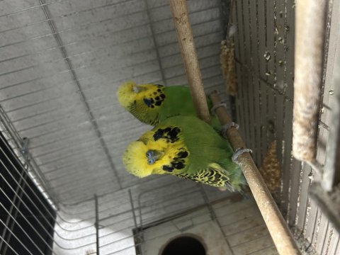 Hazır jumbo muhabbet kuşu takımlar