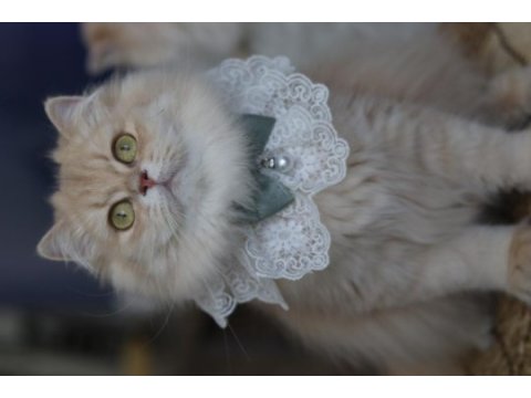 British longhair dişi