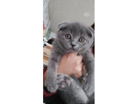 Scottish fold