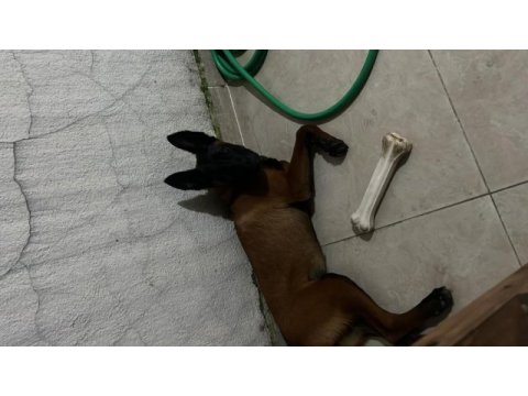 5 aylık temel itaat eğitimi mevcut dişi malinois