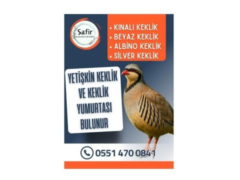 Yetişkin keklik ve keklik yumurtası