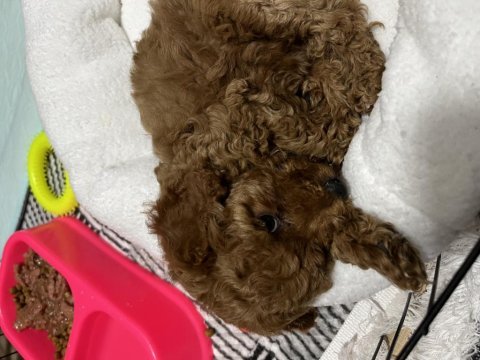 2 aylık dişi toy poodle