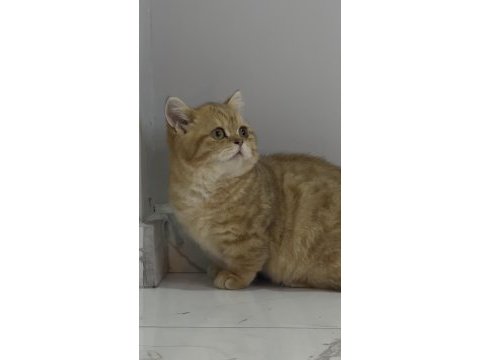 Lilac-golden-blue-golden tabby munchkin kedileri özel