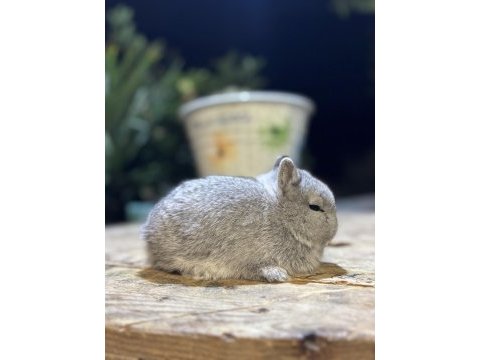 Safkan hollanda lop mini lop ve cüce tavşanlar